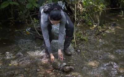 ¿Sabías esto de la tortuga pimpano? 🐢