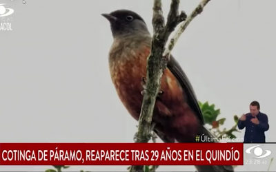 En medio nacional destacan el registro de Cotinga de páramo…