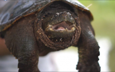 En el municipio de La Tebaida se continúan ejecutando acciones para la protección de la tortuga pimpano…
