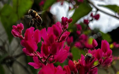 CRQ realiza recorridos de inspección para determinar posibles afectaciones a la fauna silvestre por fumigaciones a cultivos.