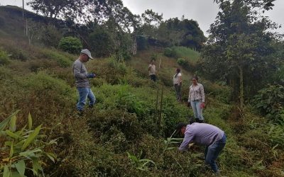 Un total de 17 árboles fueron sembrados en el conjunto residencial Los Girasoles de Circasia…