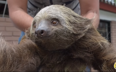 Fue liberado en su hábitat natural un perezoso que rescató el grupo de fauna silvestre en el barrio María Cristina de Armenia.