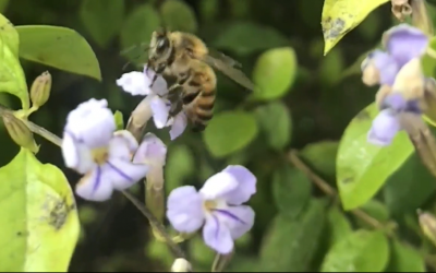 Autoridad ambiental fortalecerá la vigilancia y control en sectores donde han ocurrido mortandad de abejas (Apis mellifera)