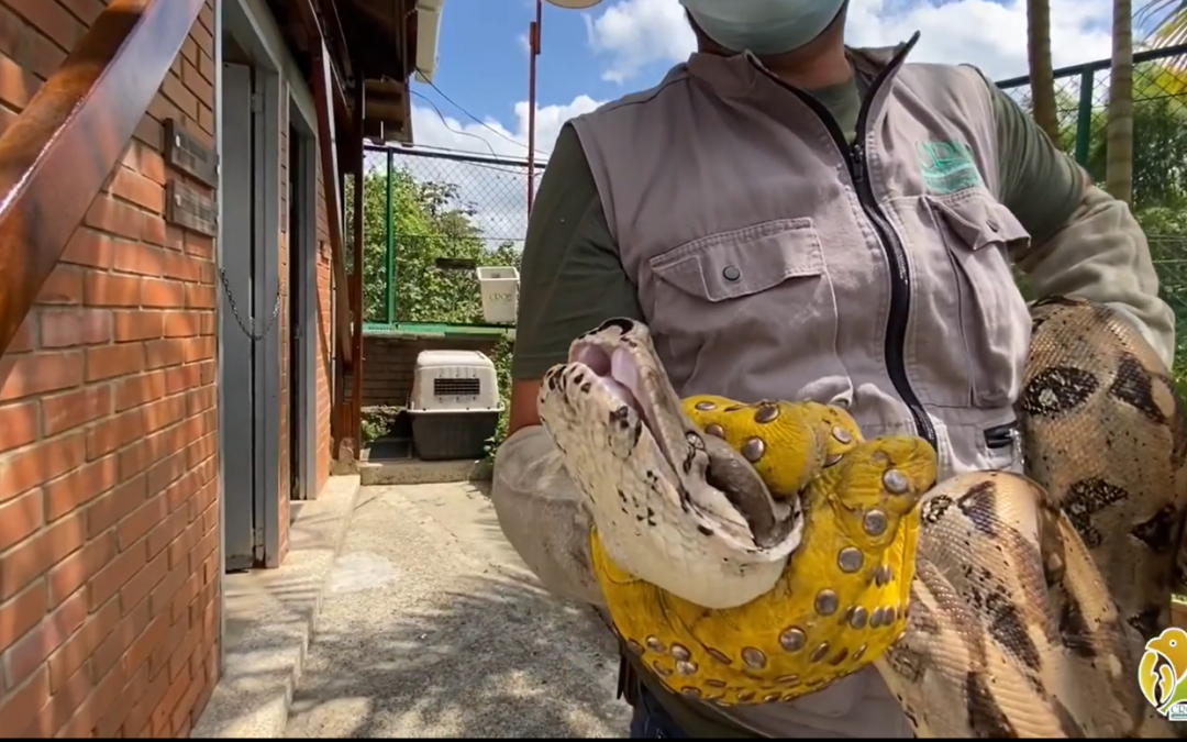 El último caso de recuperación de fauna silvestre se registró en el kilómetro 2 de la vía Armenia-Pueblo Tapao…