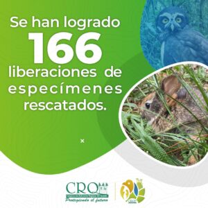 Se han logrado 166 liberaciones de especímenes rescatados. Se han logrado 166 liberaciones de especímenes rescatados.