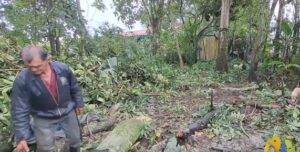 tala de árboles en predio del barrio El Mirador en Salento