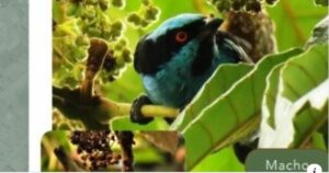 Dacnis turquesa, especie en estado vulnerable de amenaza, es registrada en Buenavista. Dacnis turquesa, especie en estado vulnerable de amenaza, es registrada en Buenavista.