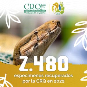 2.480 especímenes recuperados por la CRQ en el 2022. 2.480 especímenes recuperados por la CRQ en el 2022.