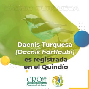 Dacnis turquesa es registrada en el Quindío. Dacnis turquesa es registrada en el Quindío.