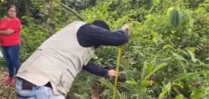 Traslado de palma de cera.