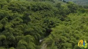 Paisaje natural del Quindío.