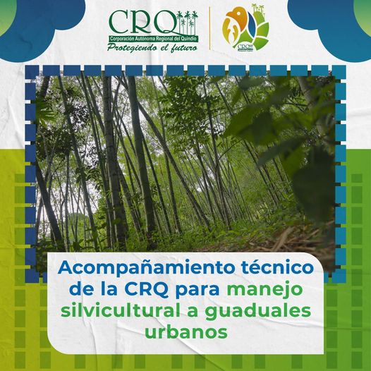 Acompañamiento técnico de la CRQ  para manejo silvicultural a guaduales urbanos.