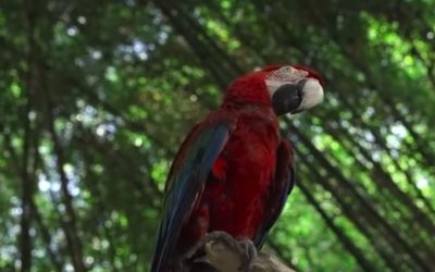 En el sector de Calle Larga de Calarcá se han registrado 55 especies de mariposas, 85 especies de aves, mamíferos, felinos y variedad de fauna como resultado exitoso del proyecto de restauración ecológica en la zona.