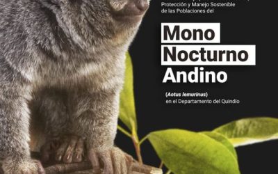 Conoce el ‘Plan de manejo para la conservación, protección y manejo sostenible de las poblaciones del Mono nocturno andino en el Quindío’.