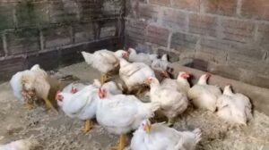 vertimientos ilegales a quebrada Buenavista de Quimbaya se suspende actividad en sitio de sacrificio de aves.