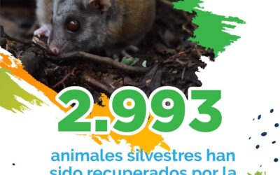 Hasta los primeros días del mes de diciembre habían sido recuperados 2.993 animales gracias a los más de 780 operativos realizados por el grupo de Fauna Silvestre de la Corporación Autónoma Regional del Quindío en todo el departamento, trabajos que son apoyados por el Comité interinstitucional de control al tráfico de fauna silvestre, como la Policía Nacional, el Ejército y varias autoridades departamentales.