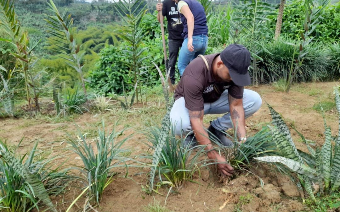 78 plantas ornamentales sembradas por los gestores ambientales de Montengro.