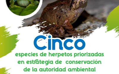 Cinco especies de herpetos priorizadas en estrategia de conservación de la autoridad ambiental.