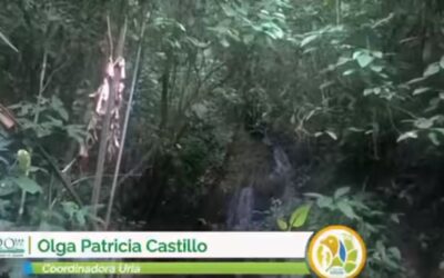 Se descarta desviación de quebrada en el sector conocido como el Alto de El Calvario en Calarcá  Durante el recorrido se evidenció un desprendimiento de un barranco con piedras de gran tamaños y árboles que están obstaculizando el flujo normal del agua.  Conozca en este video más detalles de la atención de esta denuncia.