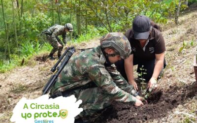 150 especies forestales como Balso, Laurel, Guayacán de Manizales y Cedro Negro fueron sembradas en la vereda Buenavista de Circasia durante jornada ambiental.