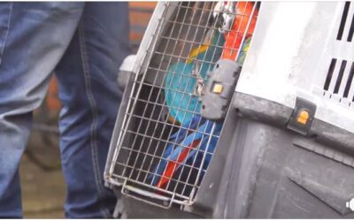 En operativo realizado entre la CRQ y la Policía Ambiental se incautaron en el municipio de Quimbaya dos Pionus menstruus o loro cabeciazul un Ara macao conocido como guacamayo bandera y un Ara ararauna o guacamayo azul y amarillo, los cuales fueron trasladados al Centro de Atención y Valoración de Fauna Silvestre.