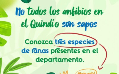 Tres especies de ranas endémicas de Colombia las tenemos en el Quindío. Deslice y descubra cuáles son