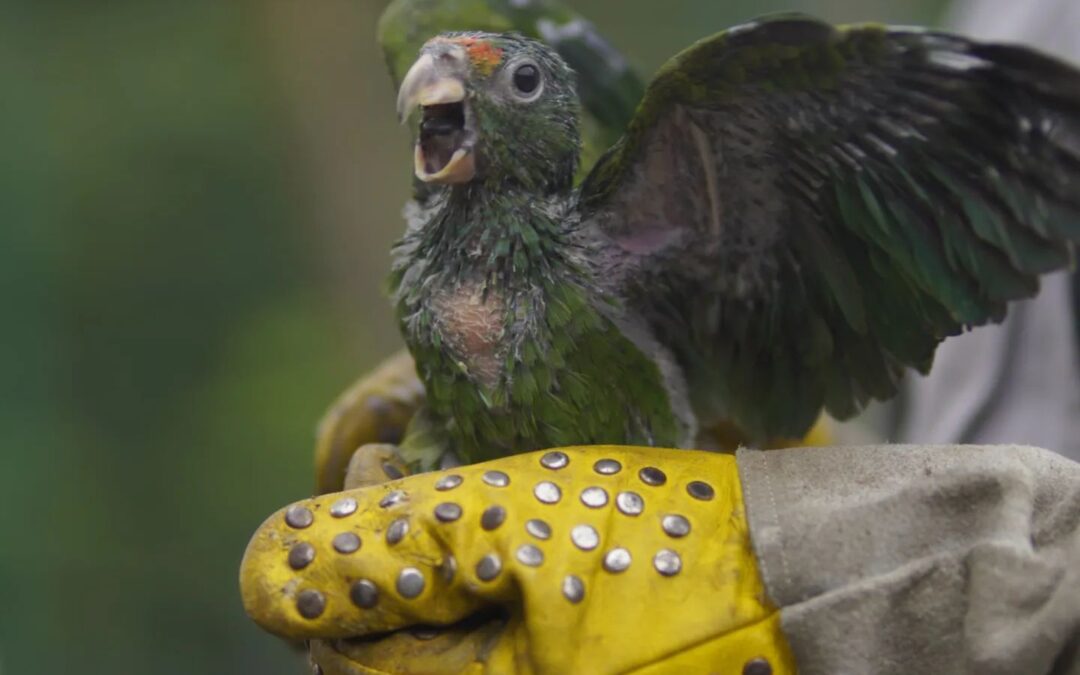 ¡No los pongas en aprietos! 🚫 Nuestra fauna silvestre al ser extraída de su hábitat natural sufre graves consecuencias, muchos de los casos terminan en muerte. ☠️ Los queremos libres y sin traumas. 🦜🦅 #faunasilvestre #cautiverio #Quindio #faunalibre