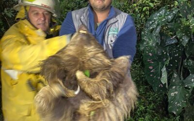 En el barrio Pradera Baja en Calarcá se rescató un perezoso que se encontraba en un árbol de guayaba lejos de un ecosistema propio para su permanencia.