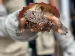 Por primera vez en el Quindío y por tráfico ilegal de fauna, la CRQ incautó espécimen de tortuga matamata