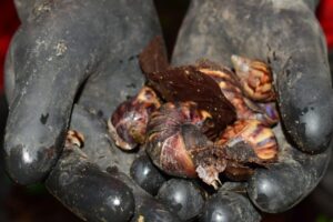 CRQ promoverá charlas de sensibilización en municipios para mitigar presencia de caracol gigante africano