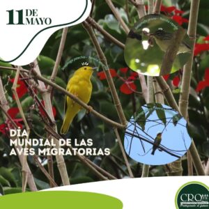 Dia mundial de las aves migratorias 