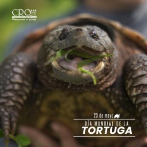 Dia mundial de la TORTUGA 