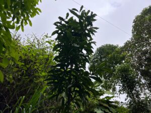 Tres predios del Quindío para la conservación de la familia Lauraceae